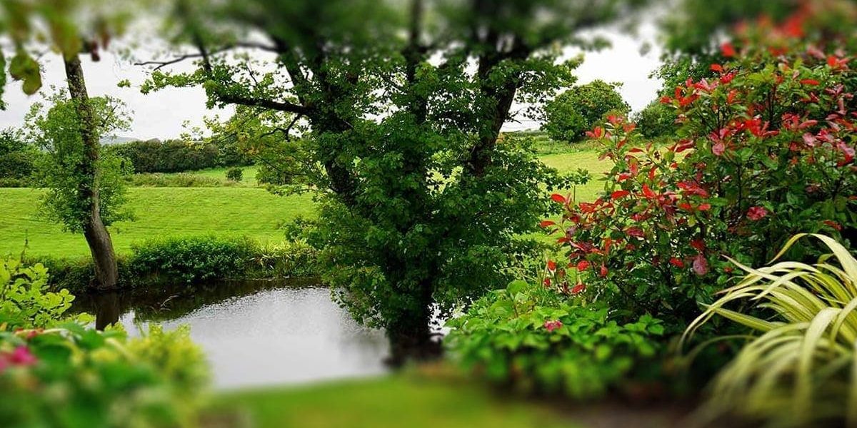 RESPUESTAS A PREGUNTAS COMUNES SOBRE PLANTACIÓN MASIVA RESPUESTAS A PREGUNTAS COMUNES SOBRE PLANTACIÓN MASIVA