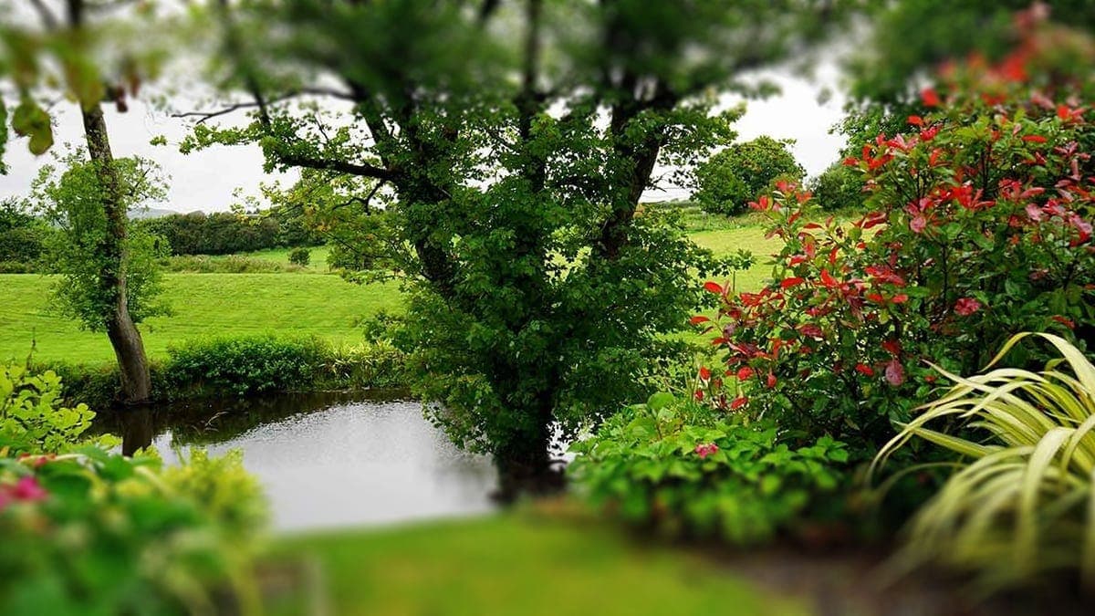 RESPUESTAS A PREGUNTAS COMUNES SOBRE PLANTACIÓN MASIVA