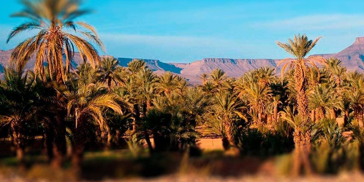 CULTIVO DE PALMERAS A PARTIR DE SEMILLAS CULTIVO DE PALMERAS A PARTIR DE SEMILLAS