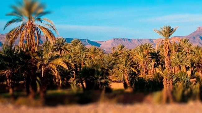 CULTIVO DE PALMERAS A PARTIR DE SEMILLAS