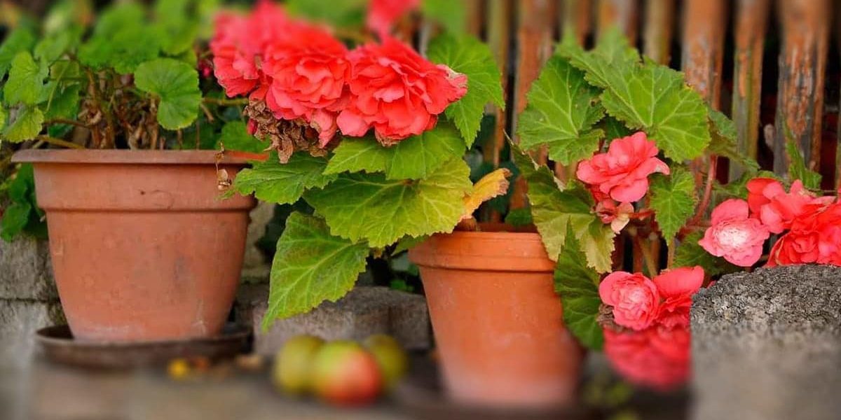 CÓMO MANTENER FELICES A TUS BEGONIAS CÓMO MANTENER FELICES A TUS BEGONIAS