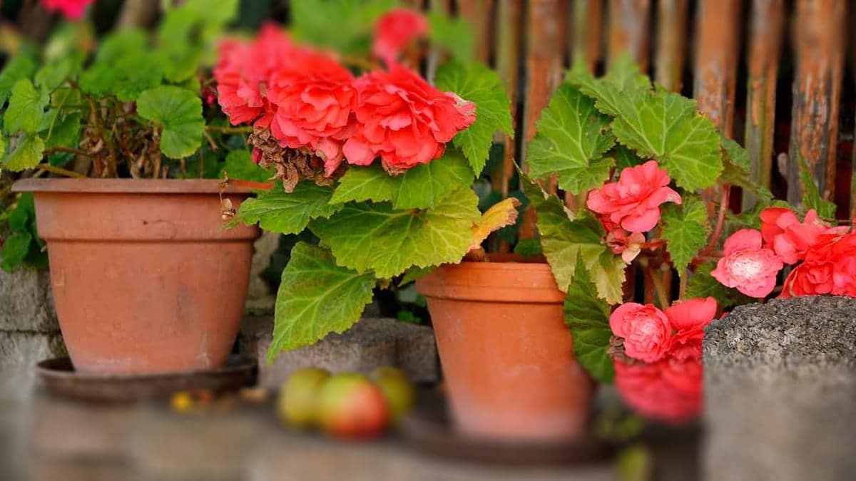 CÓMO MANTENER FELICES A TUS BEGONIAS