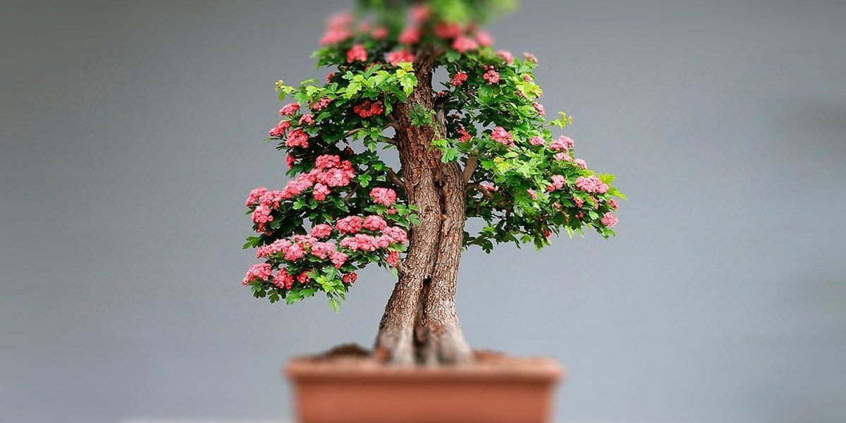 CÓMO CUIDAR ADECUADAMENTE LOS BONSAIS CÓMO CUIDAR ADECUADAMENTE LOS BONSAIS