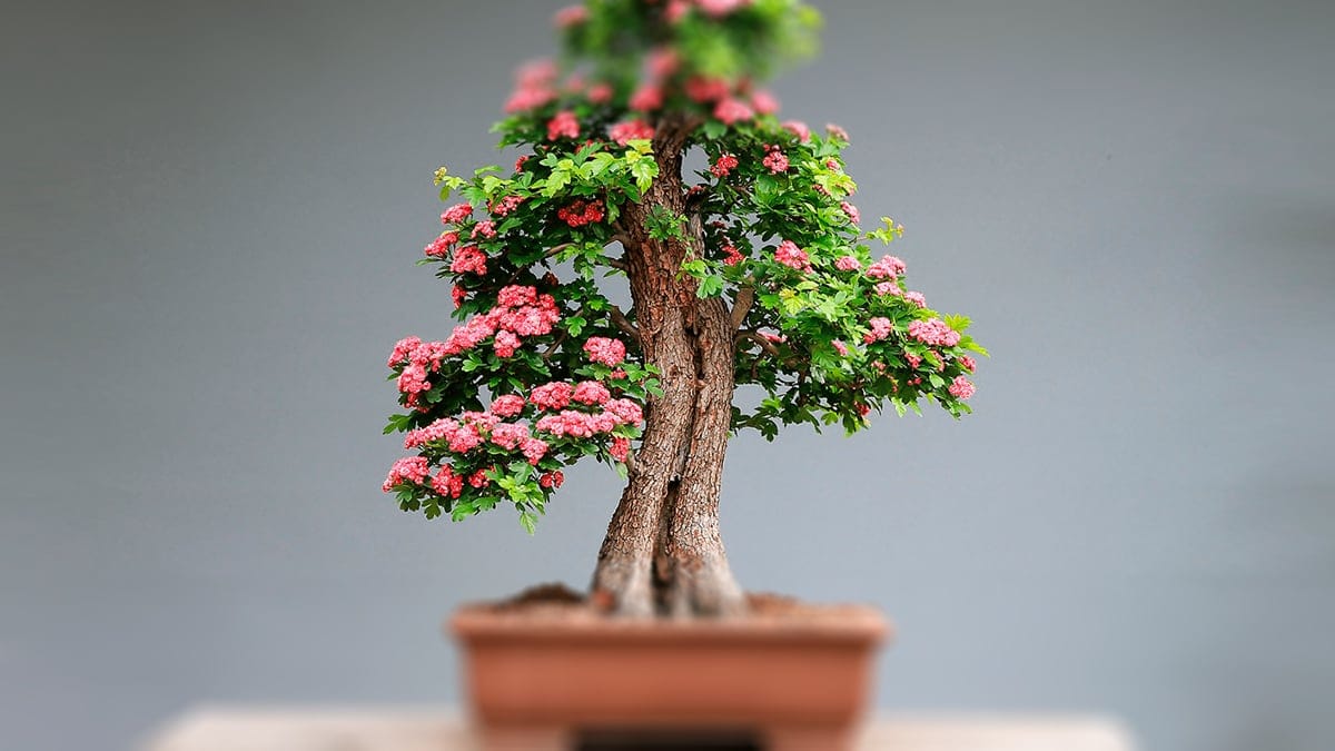 CÓMO CUIDAR ADECUADAMENTE LOS BONSAIS