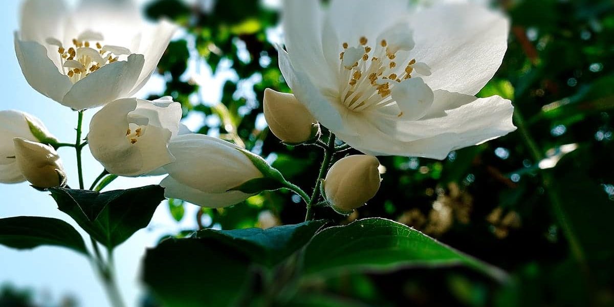 CUIDADOS Y PODA DE LOS JAZMINES CUIDADOS Y PODA DE LOS JAZMINES