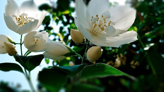 CUIDADOS Y PODA DE LOS JAZMINES