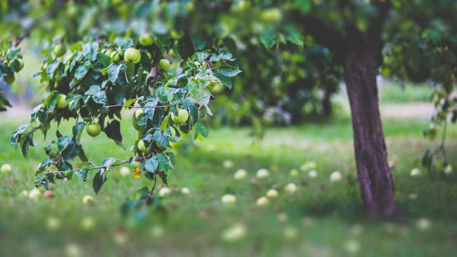 CÓMO PLANTAR ÁRBOLES FRUTALES
