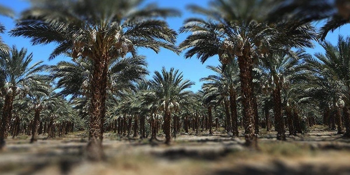 PHOENIX DACTYLIFERA: INFORMACIÓN Y CULTIVO