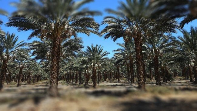 PHOENIX DACTYLIFERA: INFORMACIÓN Y CULTIVO PHOENIX DACTYLIFERA: INFORMACIÓN Y CULTIVO