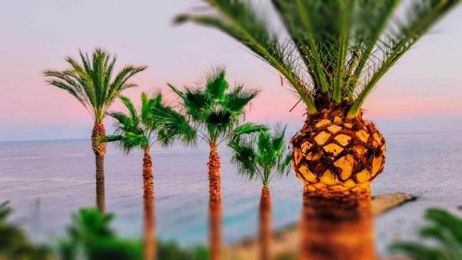 ¿CUÁNDO PODAR LAS PALMERAS? ¿CUÁNDO PODAR LAS PALMERAS?