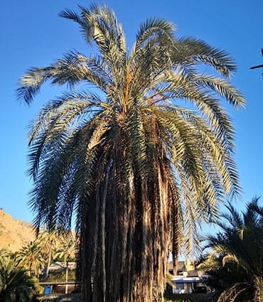 Palm Tree Pruning Alicante