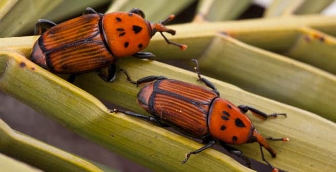 Which are the palm trees that the red palm weevil attacks?