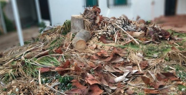 RECOGIDA DE RESTOS DE PODA