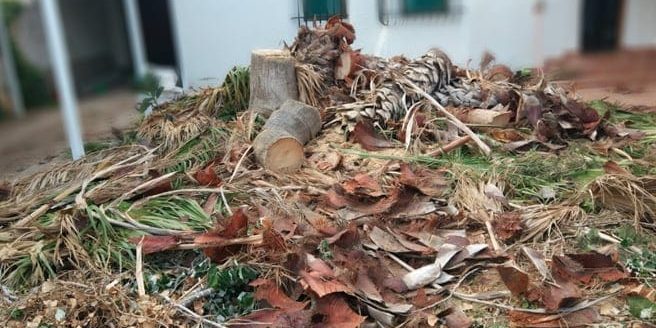 Recogida-de-restos-de-poda RECOGIDA DE RESTOS DE PODA