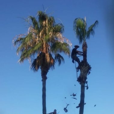 Técnicas en la poda de altura