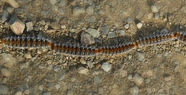 Cómo combatir la procesionaria