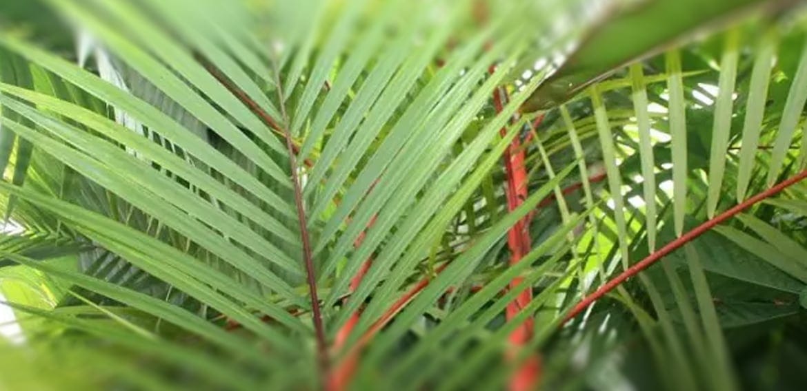 Cuales son los diferentes tipos de palmeras