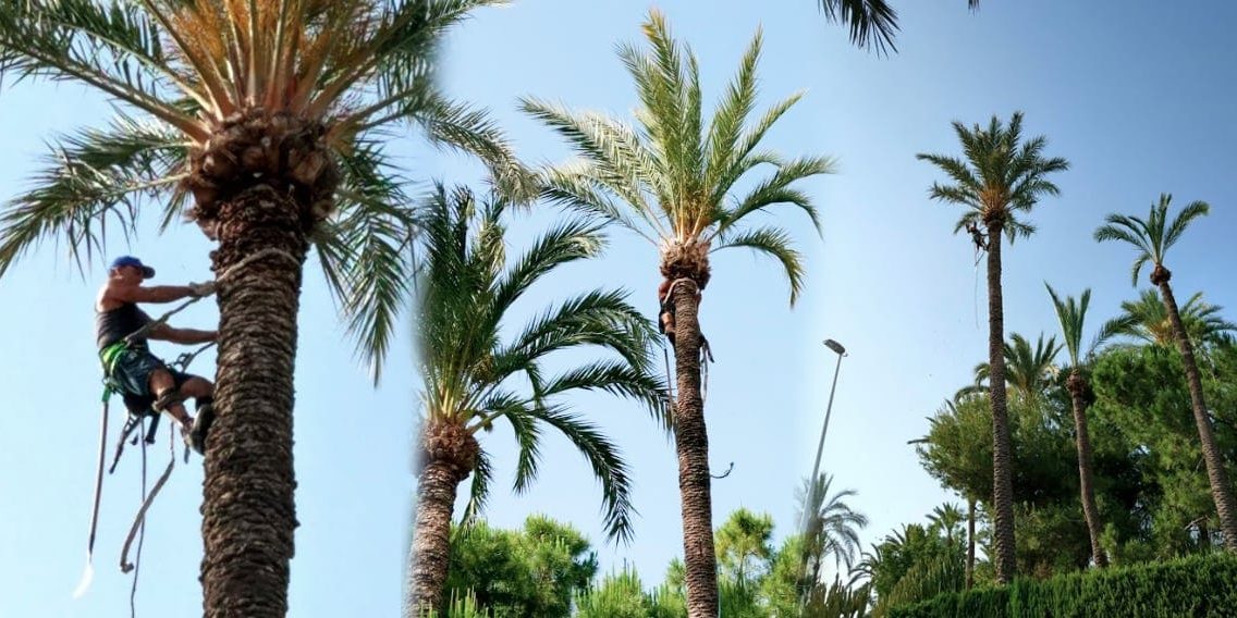 Material necesario para la poda de altura Material necesario para la poda de altura