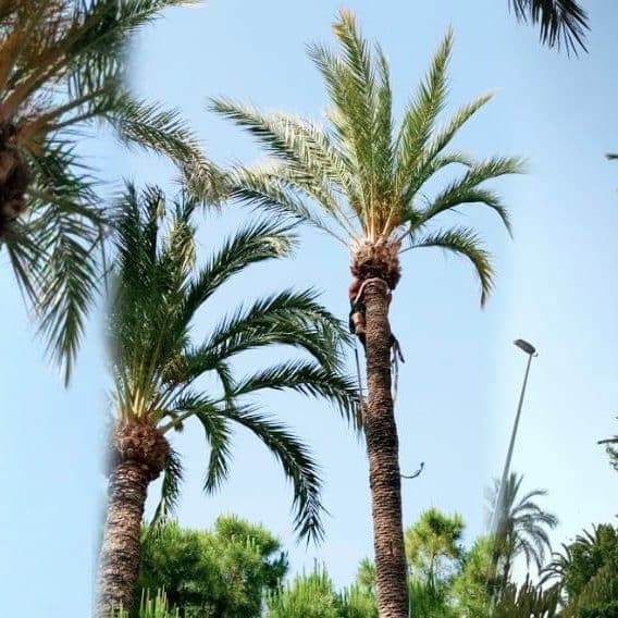 Material necesario para la poda de altura