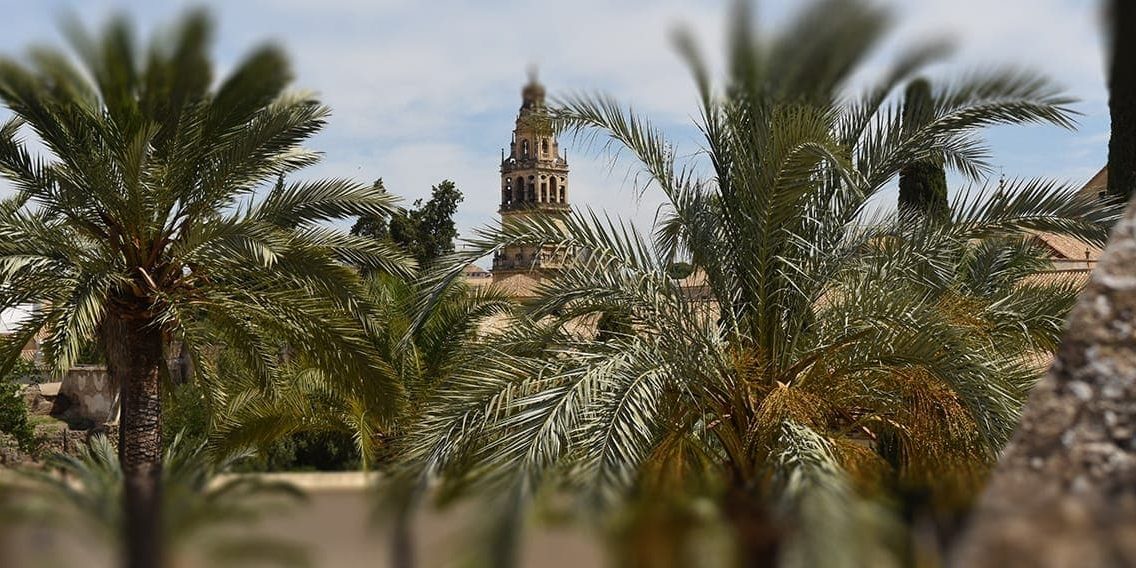 Crecimiento de las palmeras Crecimiento de las palmeras