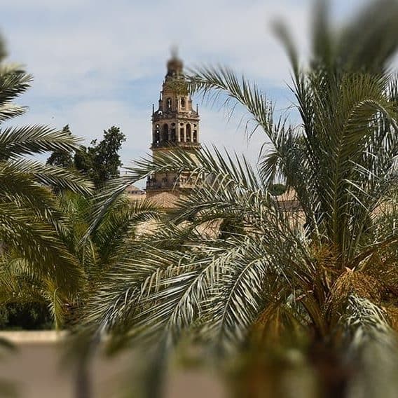 Crecimiento de las palmeras