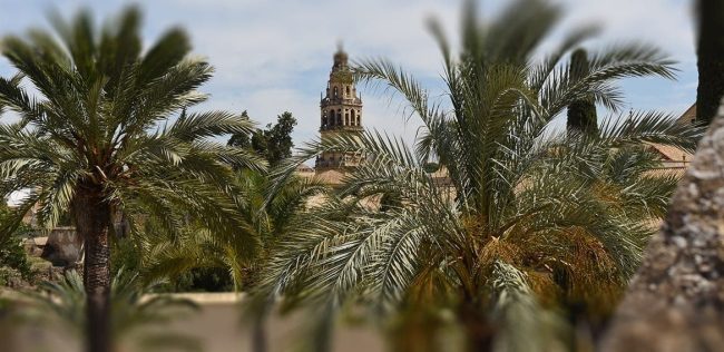 Crecimiento de las palmeras Crecimiento de las palmeras