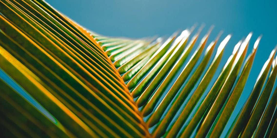 Cuales son los diferentes tipos de palmeras