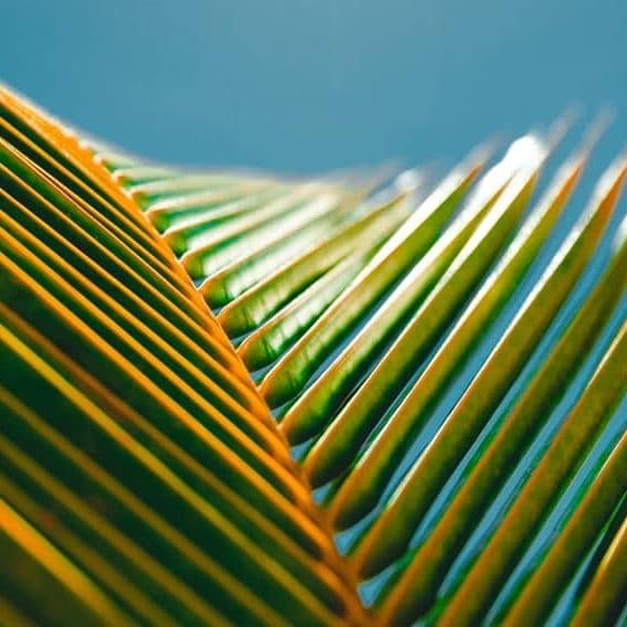 Cuales son los diferentes tipos de palmeras