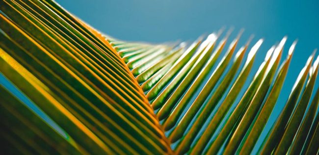 Cuales son los diferentes tipos de palmeras Cuales son los diferentes tipos de palmeras