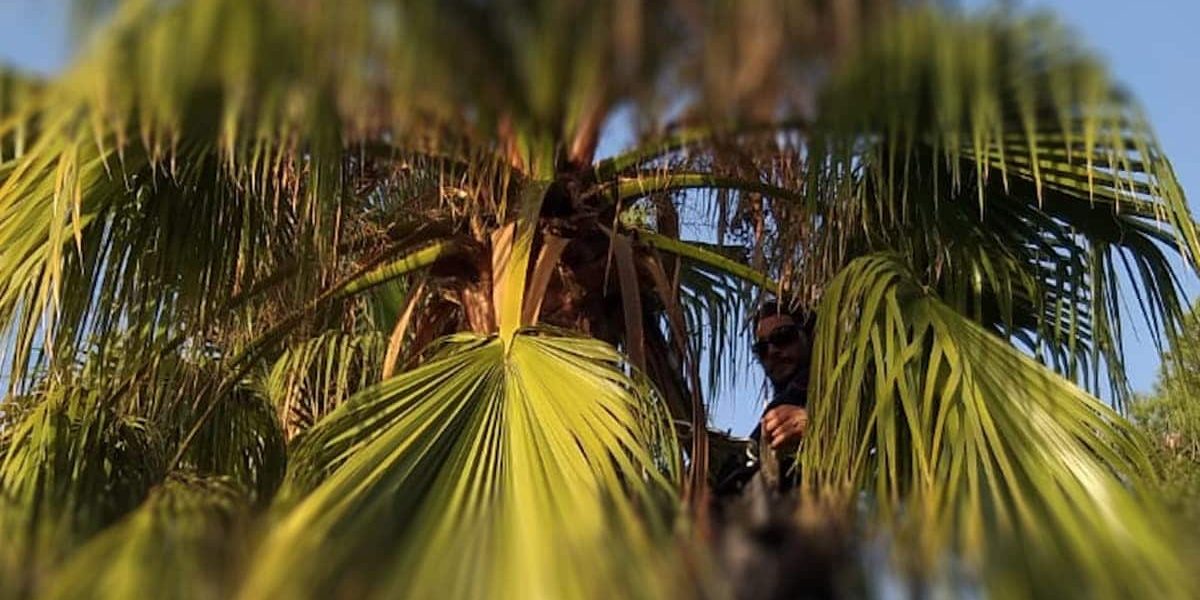 Todo acerca de la palmera Washingtonia Todo acerca de la palmera Washingtonia