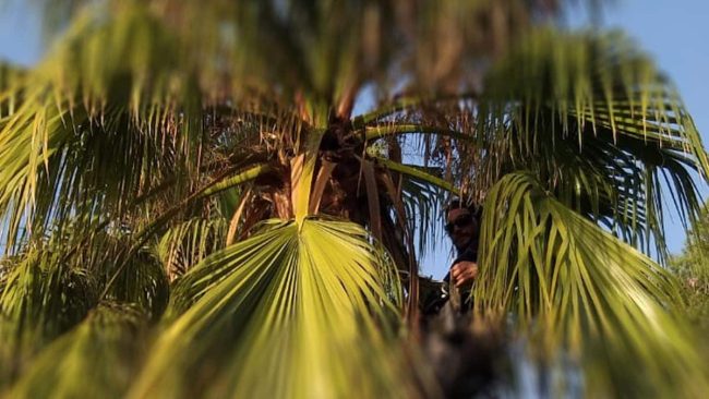 Todo acerca de la palmera Washingtonia Todo acerca de la palmera Washingtonia