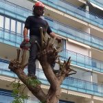 PRUNING AT HEIGHT