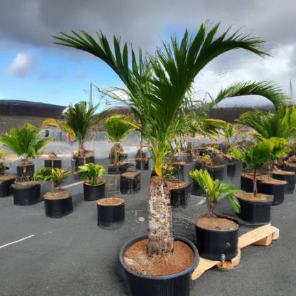 Venta de palmeras datileras