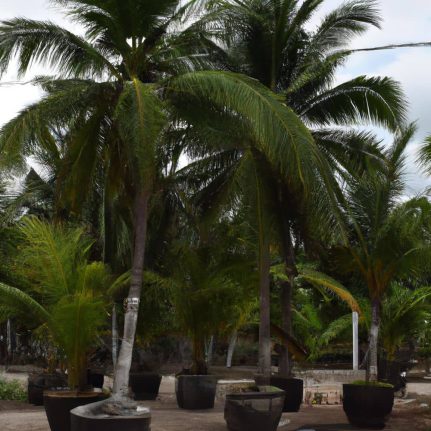 Venta de palmeras cocoteras
