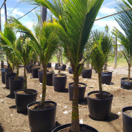 Venta de palmeras cocoteras