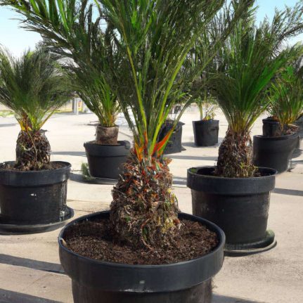 Venta de palmeras datileras