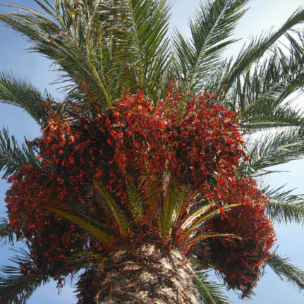 Venta de palmeras datileras