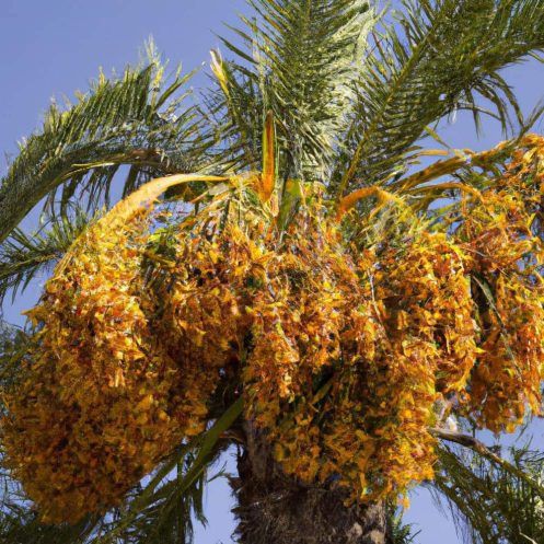 Venta de palmeras datileras