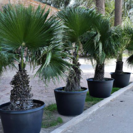 Venta de Palmera Washingtonia