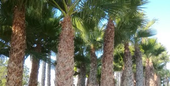Venta de palmeras