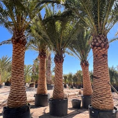 Sale of large Canariensis palm tree