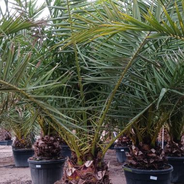 Venta de palmera Canariensis pequeña