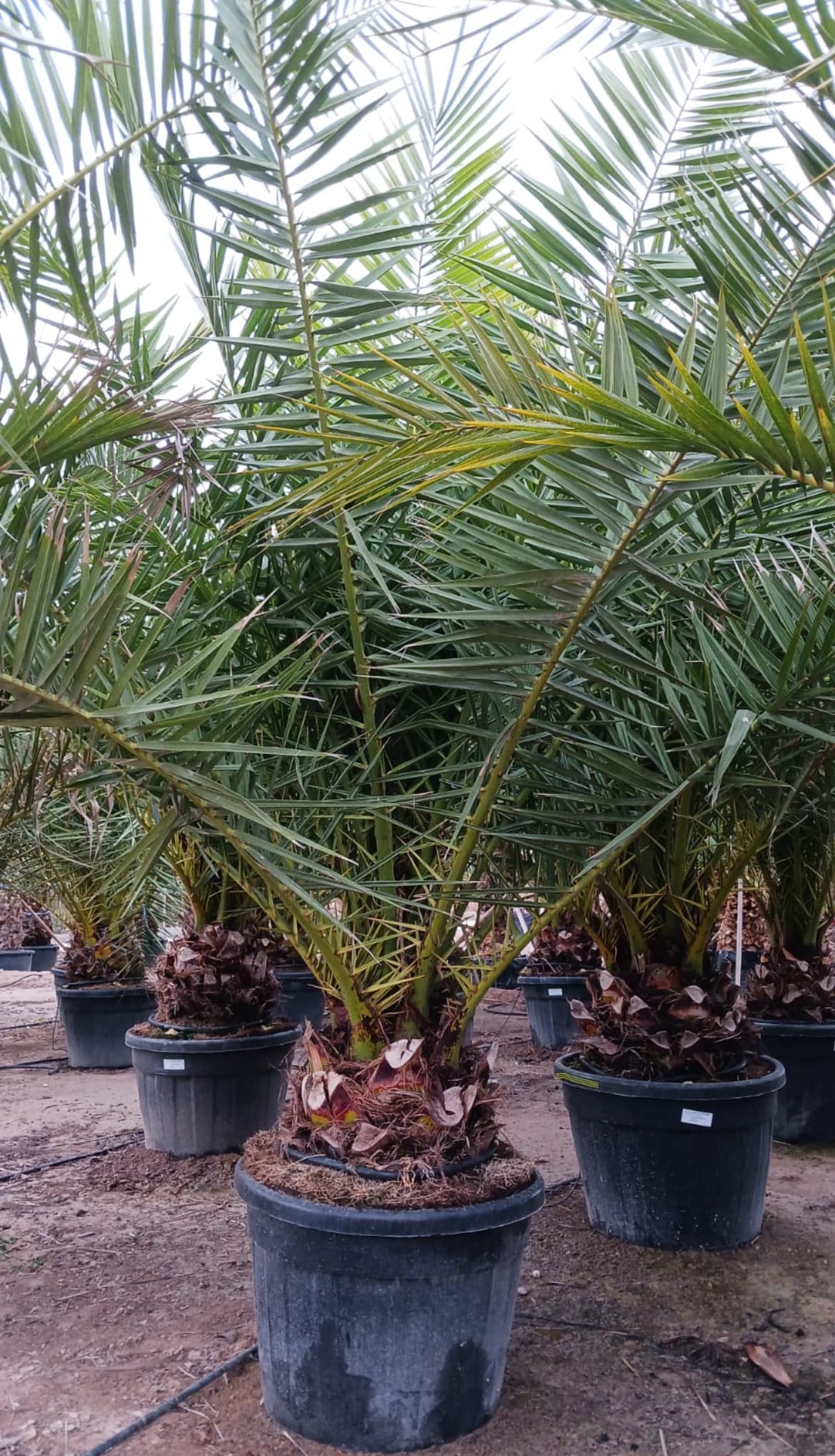 Venta de palmera Canariensis pequeña Venta de palmera Canariensis pequeña