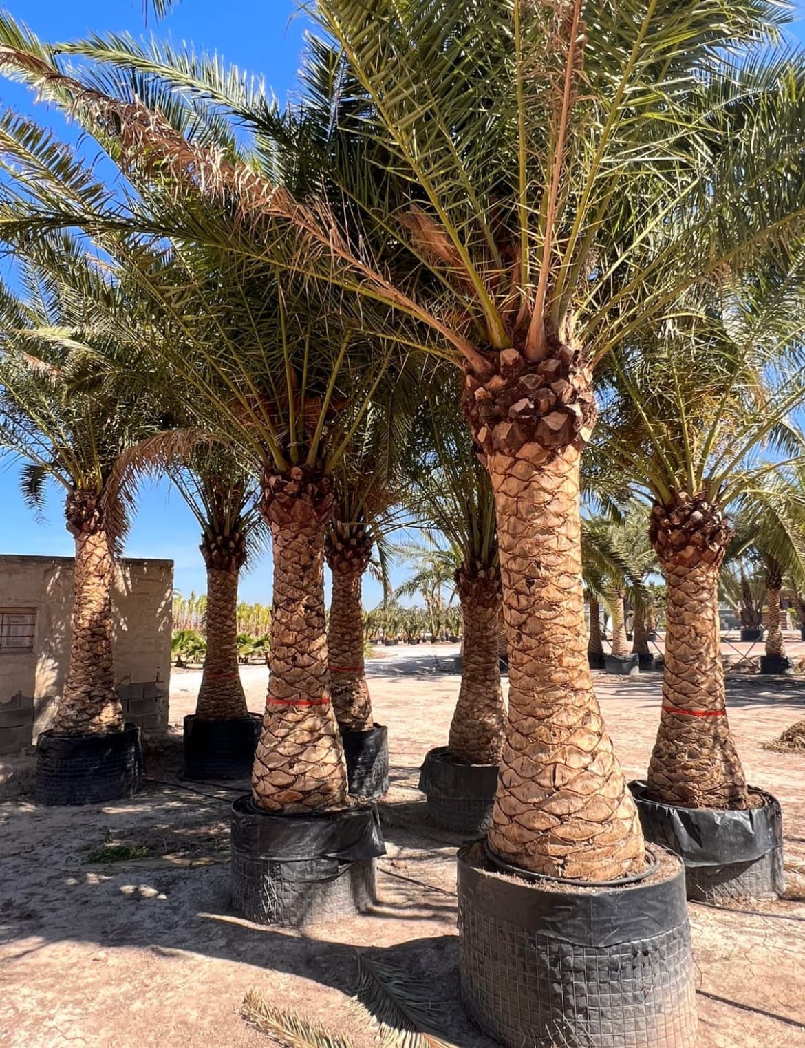 Sale of large Canariensis palm tree Venta de palmera Canariensis grande