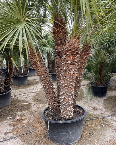 Venta de palmera Chamaerops grande