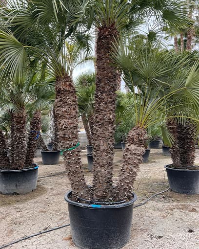 Venta de palmera Chamaerops grande