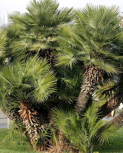 Venta de palmera Chamaerops pequeña