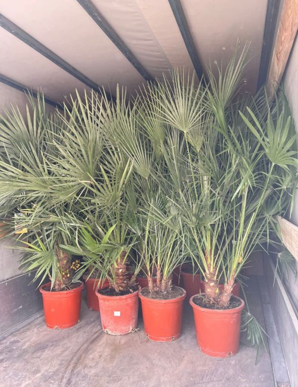 Venta de palmera Chamaerops pequeña
