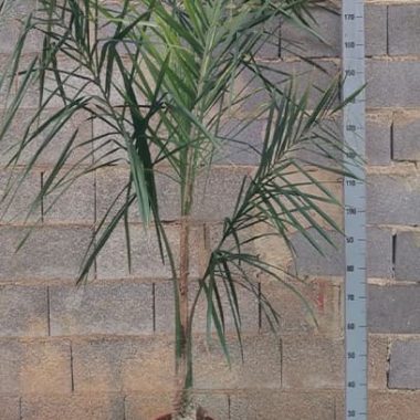 Venta de palmera cocotera 2 metros