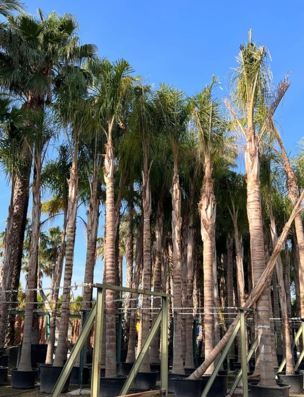 Venta de palmera cocotera grande